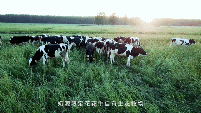 荣誉 | 雷火体育·（TF SPORTS）官方网站乳业集团旗下七家子公司 获评河南省“农业产业化重点龙头企业”